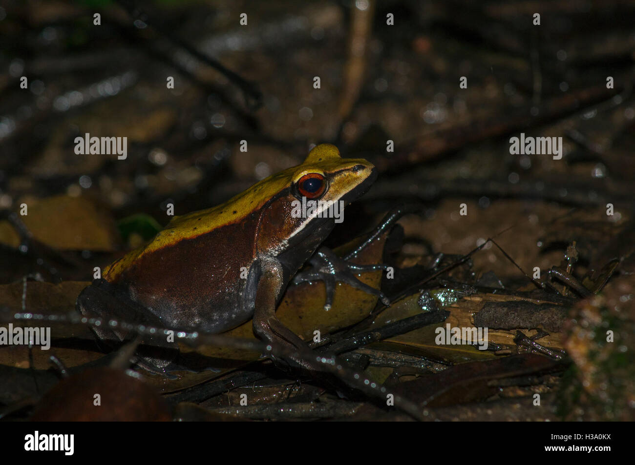 A bicolored frog from the Forest Park at the hill station in Amboli,Maharashtra Stock Photo