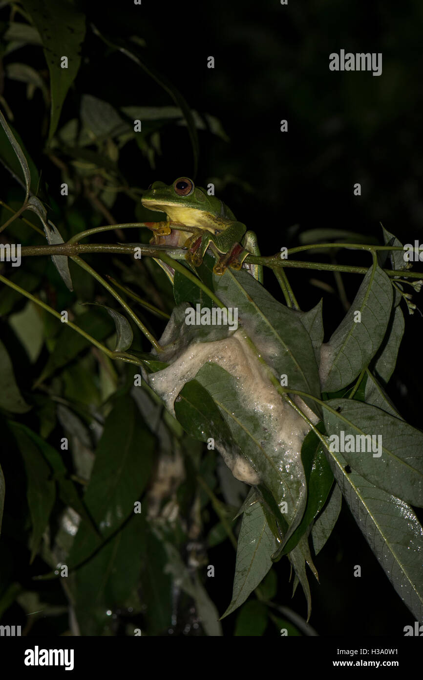 A female Malabar Gliding Frog perched over her newly constructed foam egg case in Tillari, Maharashtra Stock Photo