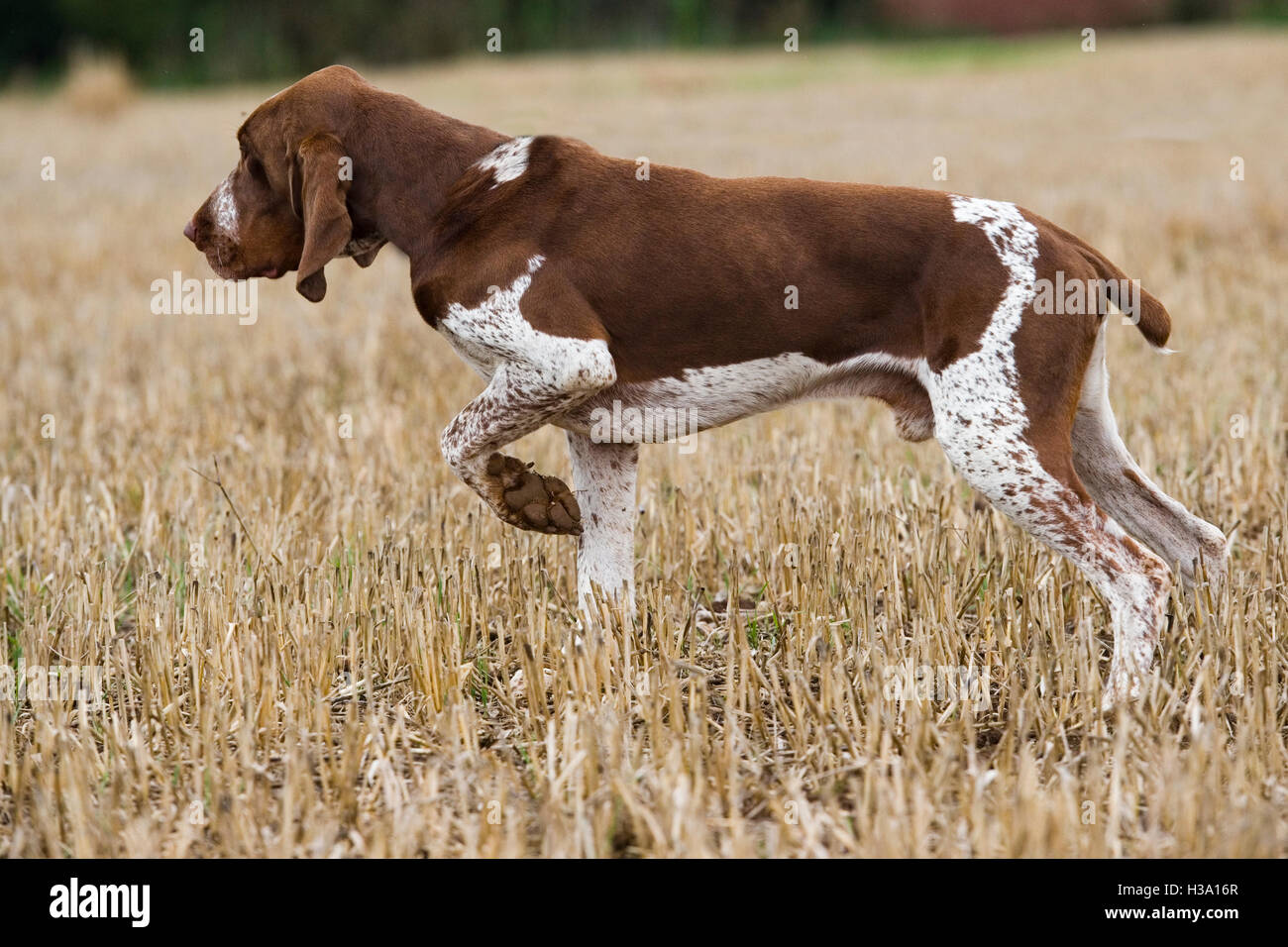 is the bracco italiano rare