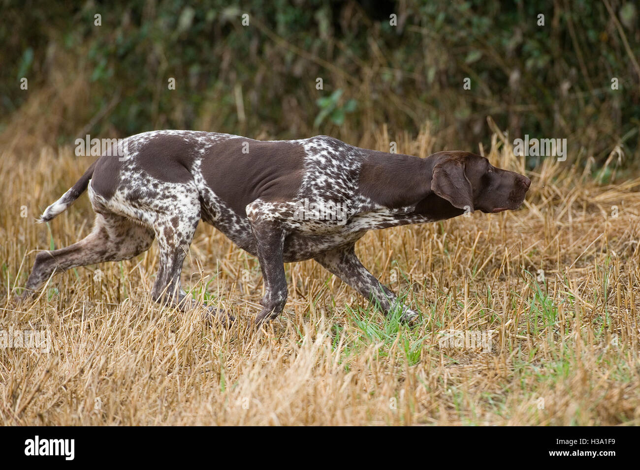 German Shorthaired Pointer On Point