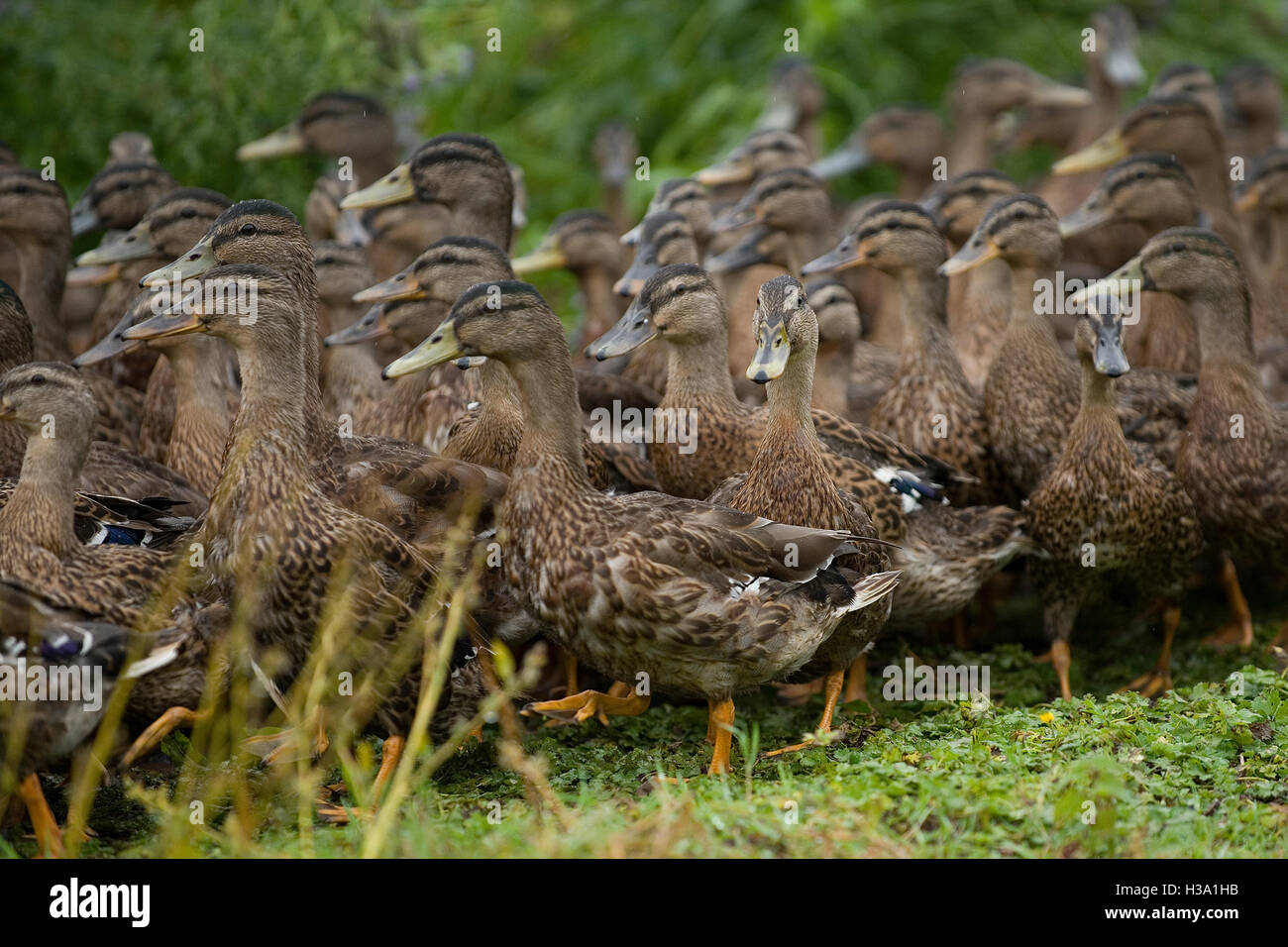 flock of ducks Stock Photo