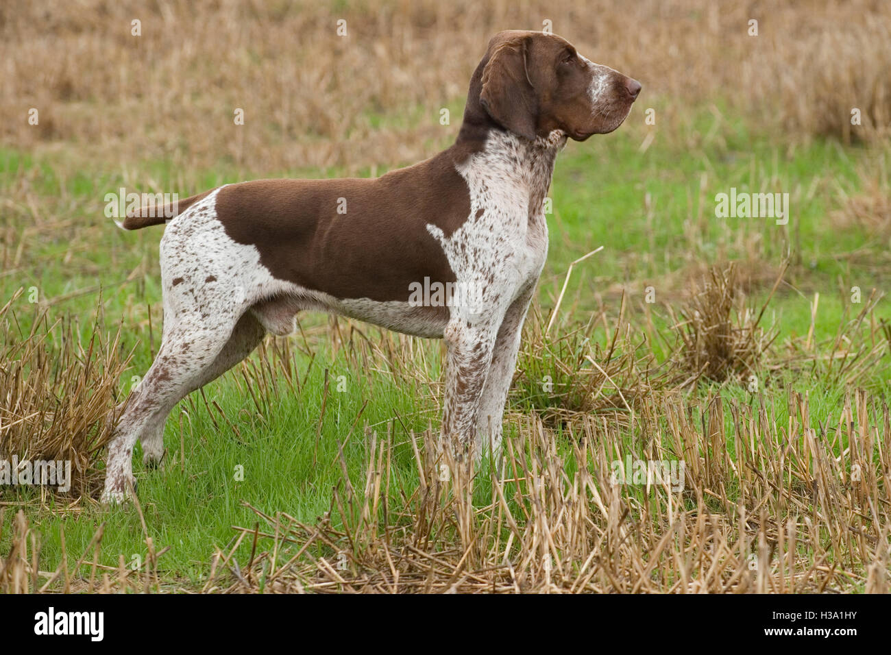 is the bracco italiano rare