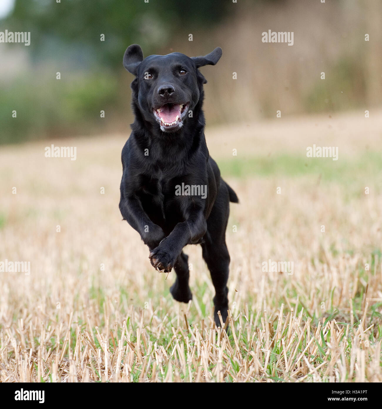 black labrador retriever running Stock Photo Alamy