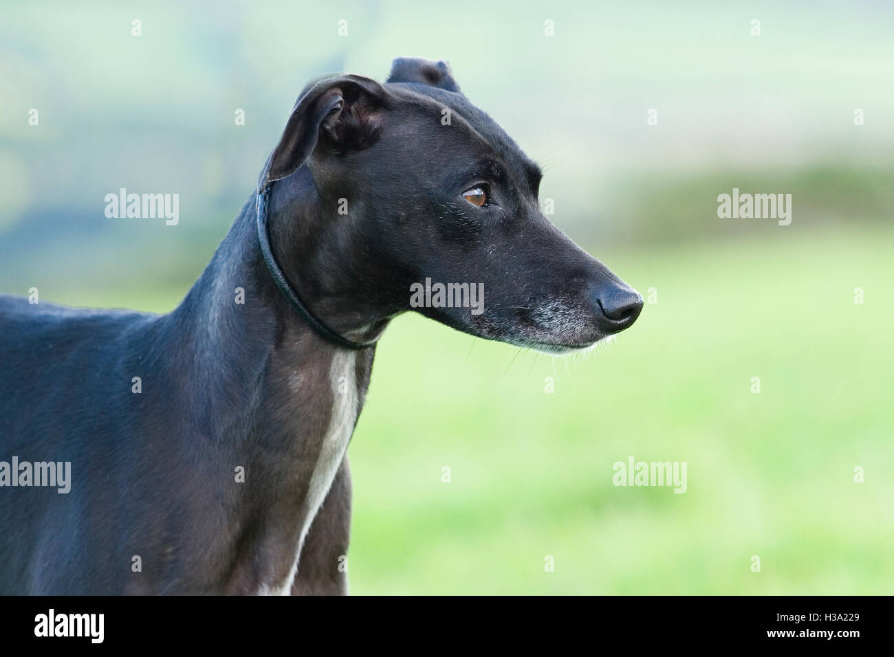 Black Whippet Stock Photos Black Whippet Stock Images Alamy