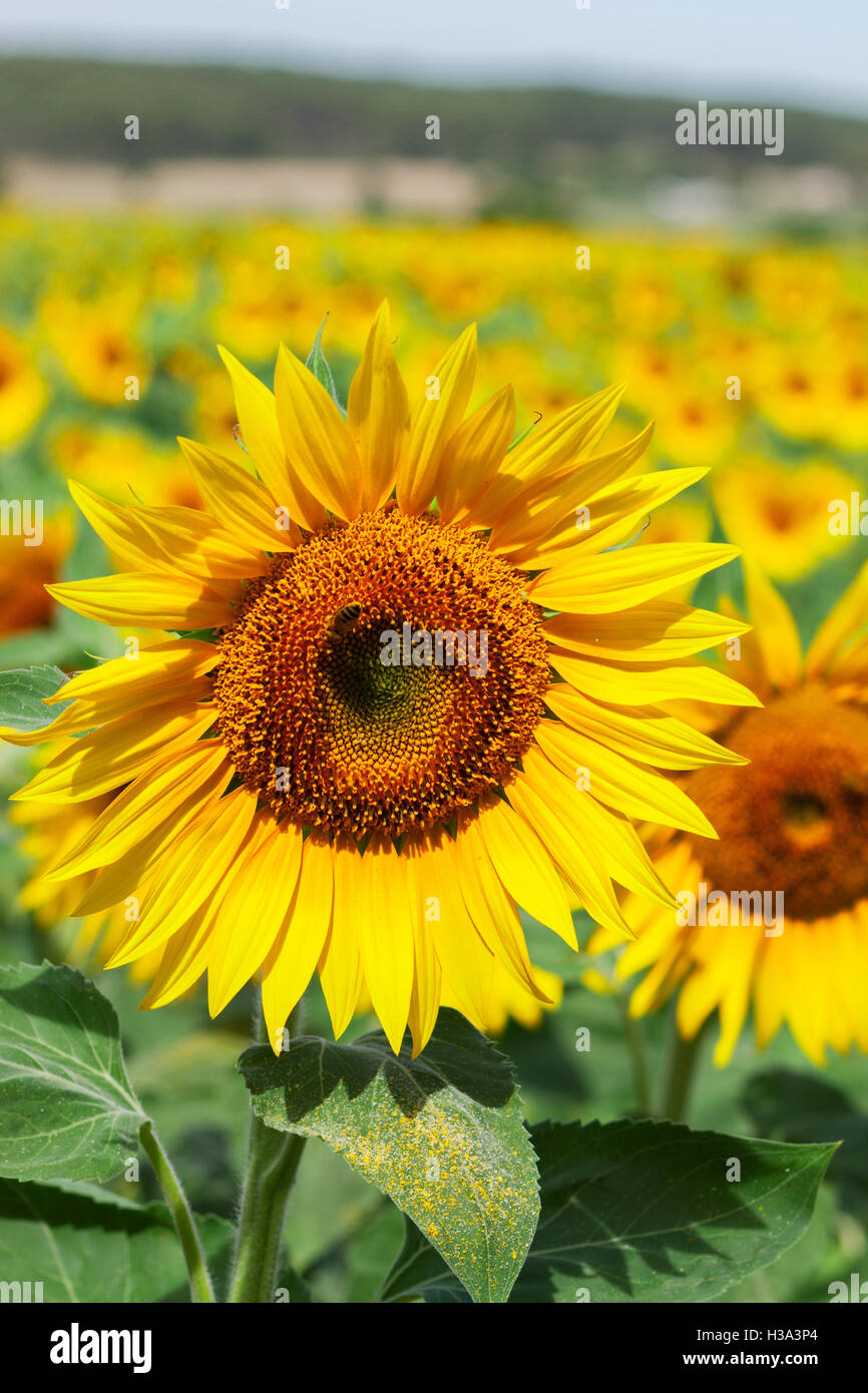 Field of sunflowers Stock Photo Alamy