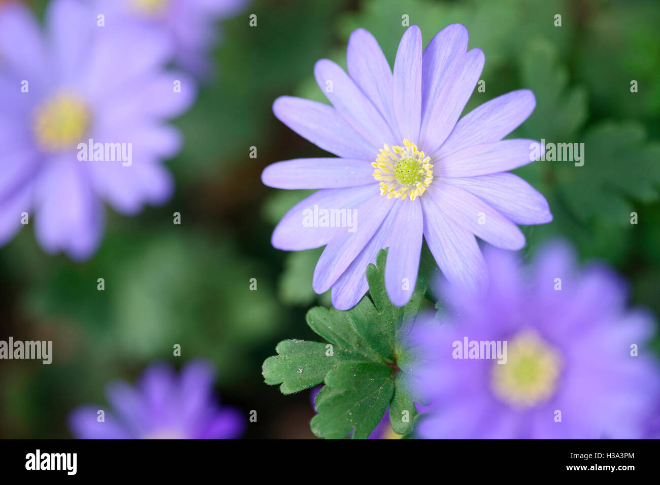 blue blanda, beautiful daisy-like Spring flowers Jane Ann Butler Photography JABP1645 Stock Photo