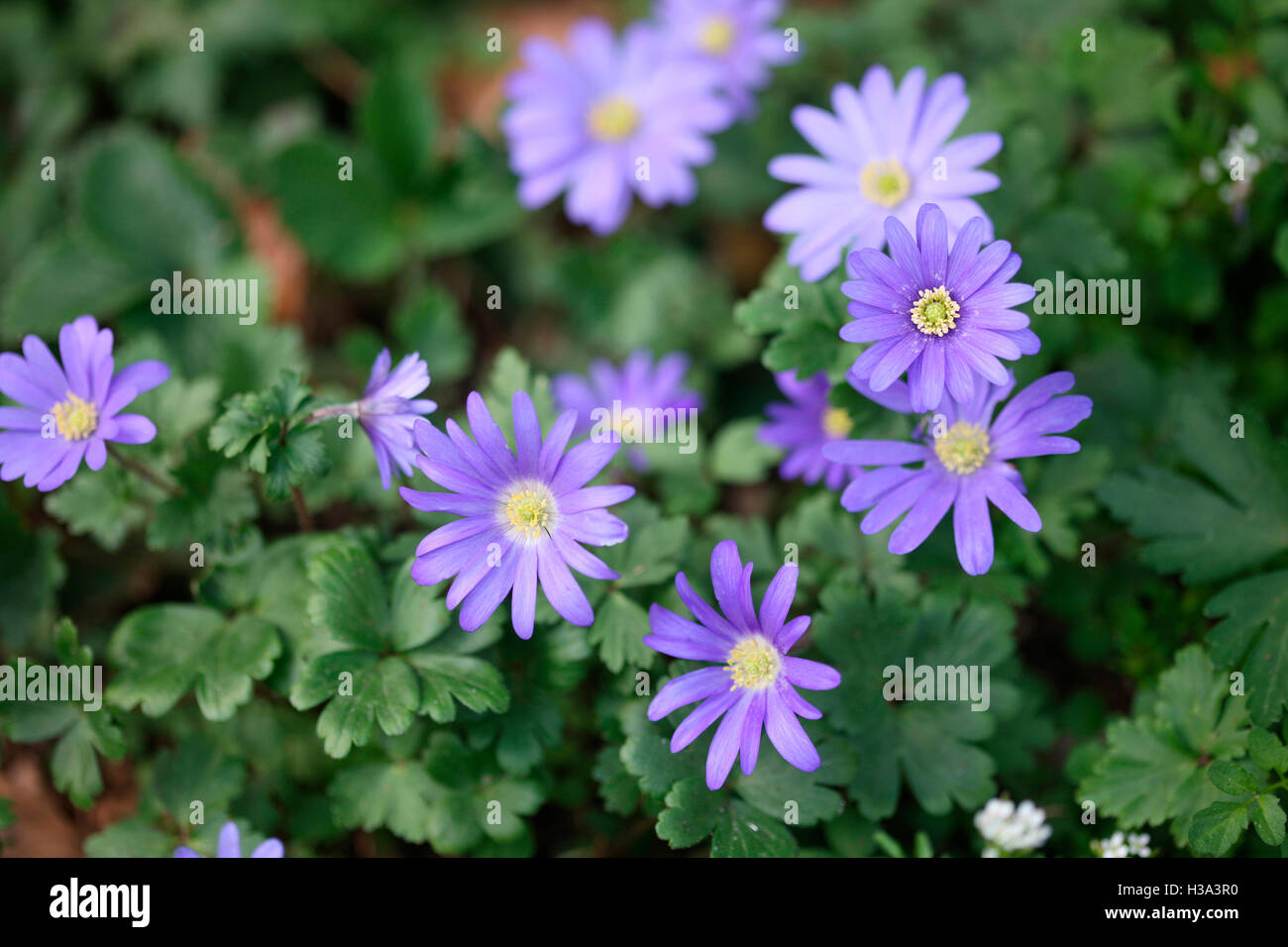 blue blanda, beautiful daisy-like Spring flowers Jane Ann Butler Photography JABP1644 Stock Photo