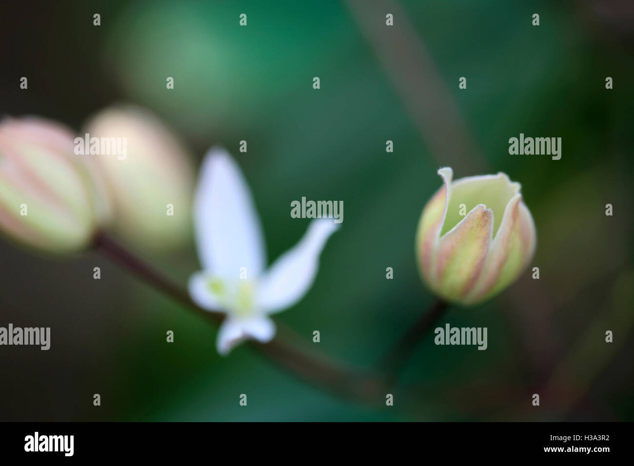 clematis flower bud opening emergence of life Jane Ann Butler