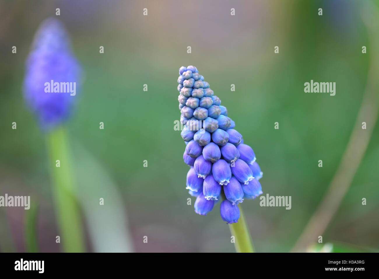 early giant, muscari - distinctive bell-shaped flowering spike of early spring colour Jane Ann Butler Photography JABP1642 Stock Photo