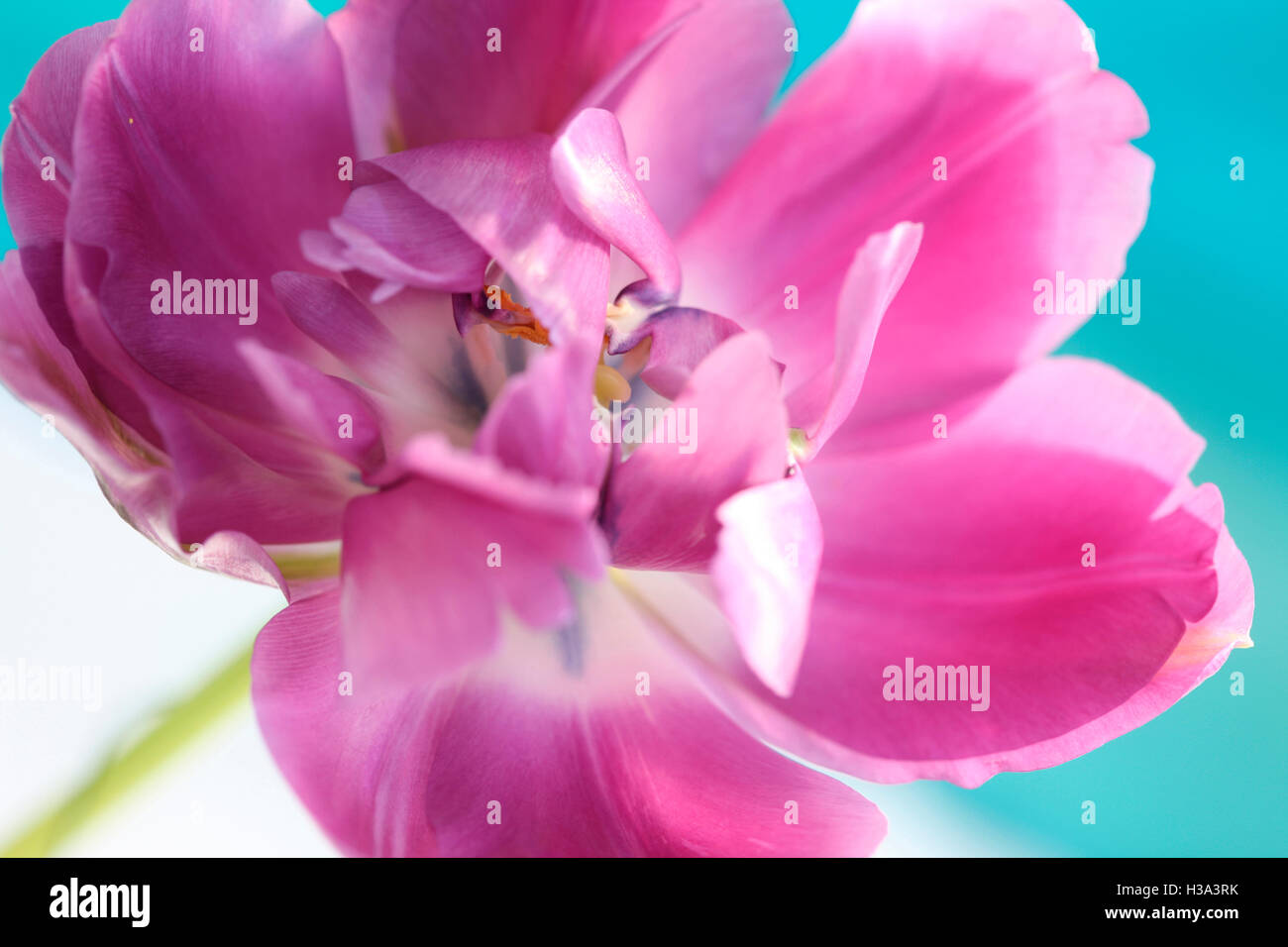 emerging pink parrot tulip - new life Jane Ann Butler Photography JABP1634 Stock Photo