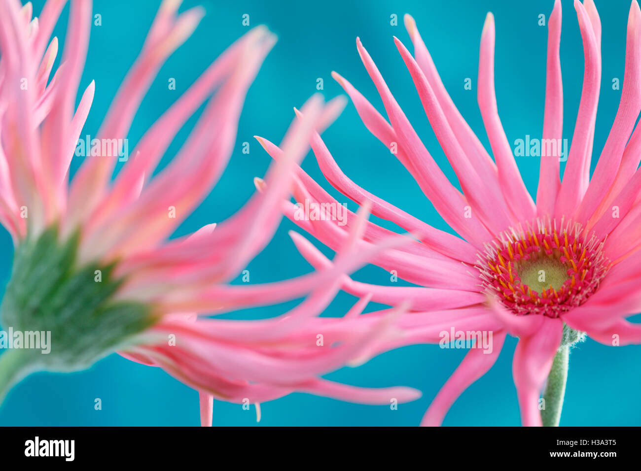 vibrant and fun loving pink spider gerberas Jane Ann Butler Photography JABP1640 Stock Photo