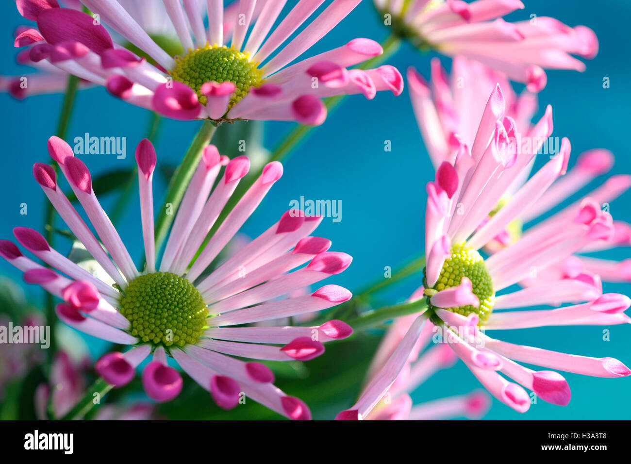 pink spoon chrysanthemums, highly decorative joyful summer flower Jane Ann Butler Photography JABP1630 Stock Photo