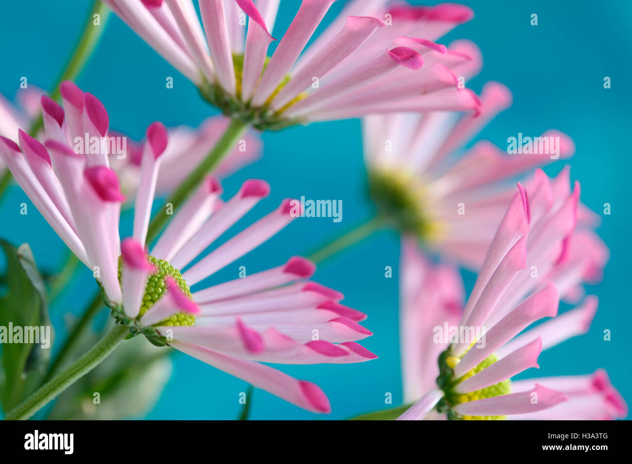 pink spoon chrysanthemums, highly decorative joyful summer flower Jane Ann Butler Photography JABP1632 Stock Photo