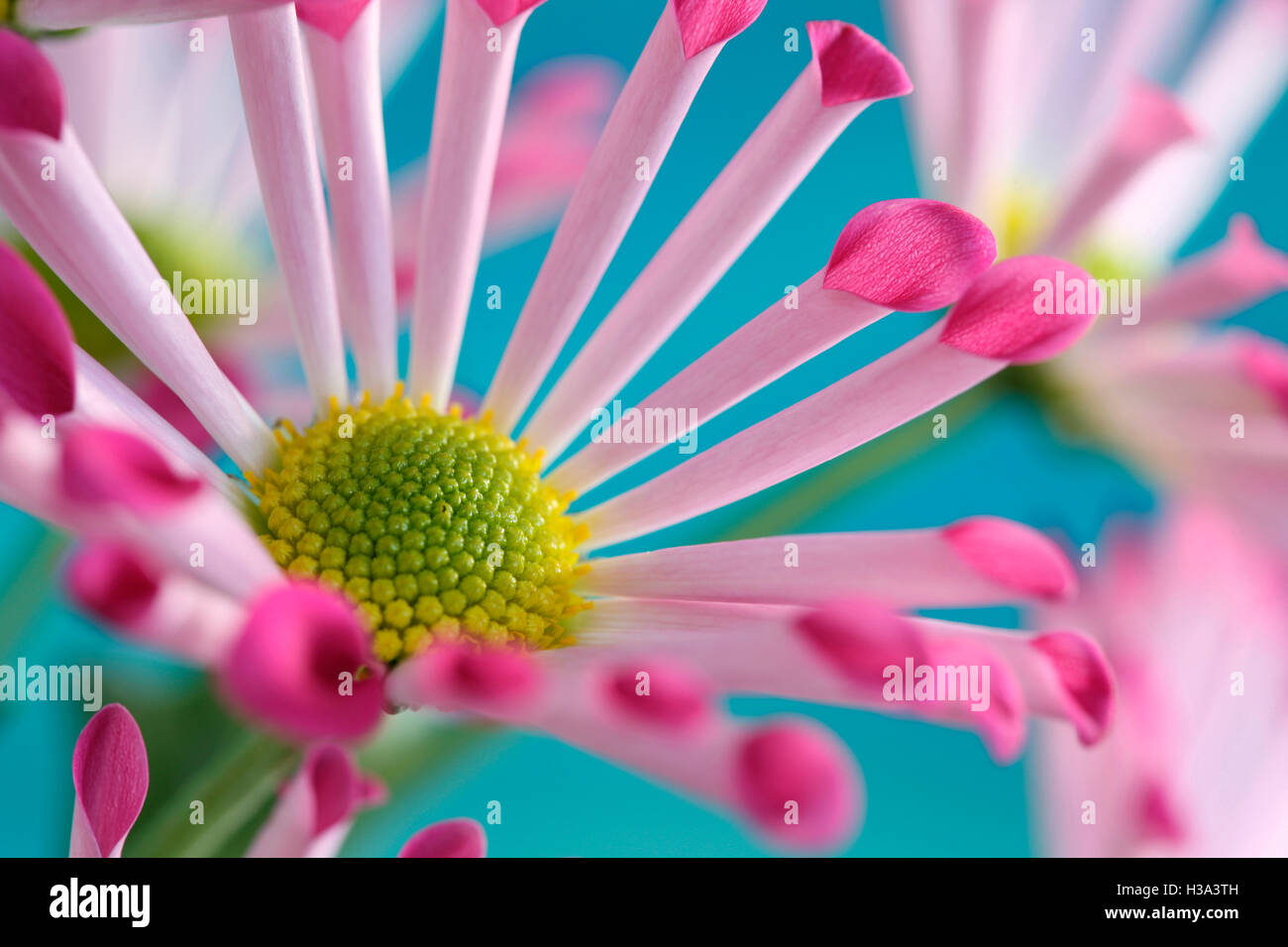pink spoon chrysanthemums, highly decorative joyful summer flower Jane Ann Butler Photography JABP1631 Stock Photo