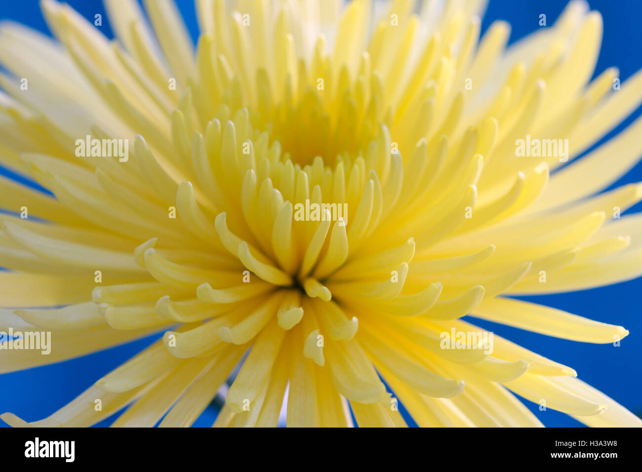 Yellow Funnel Shaped Flower High Resolution Stock Photography and ...