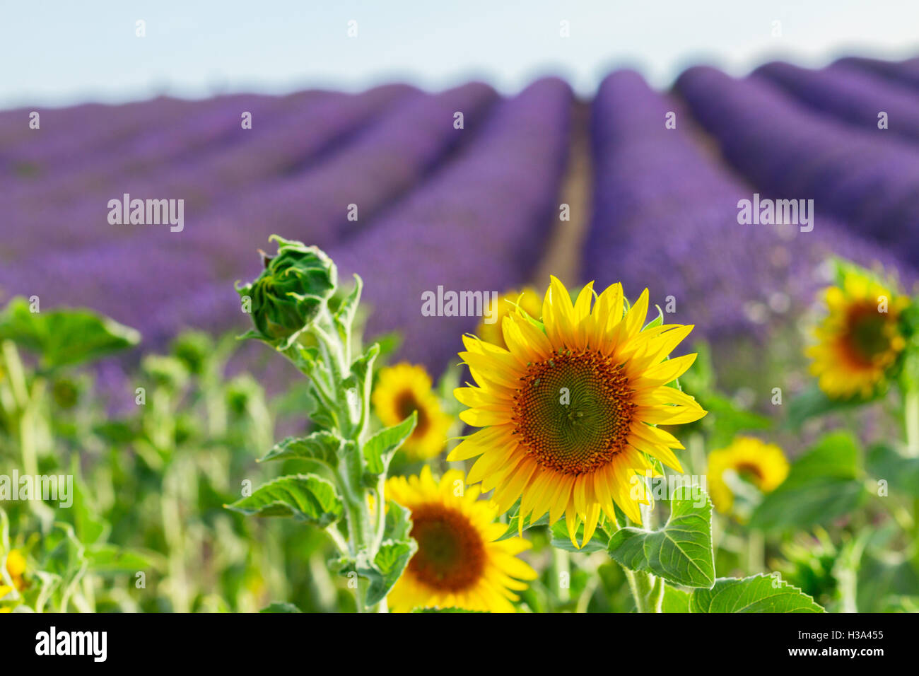 Sunflower and Lavender field Stock Photo Alamy