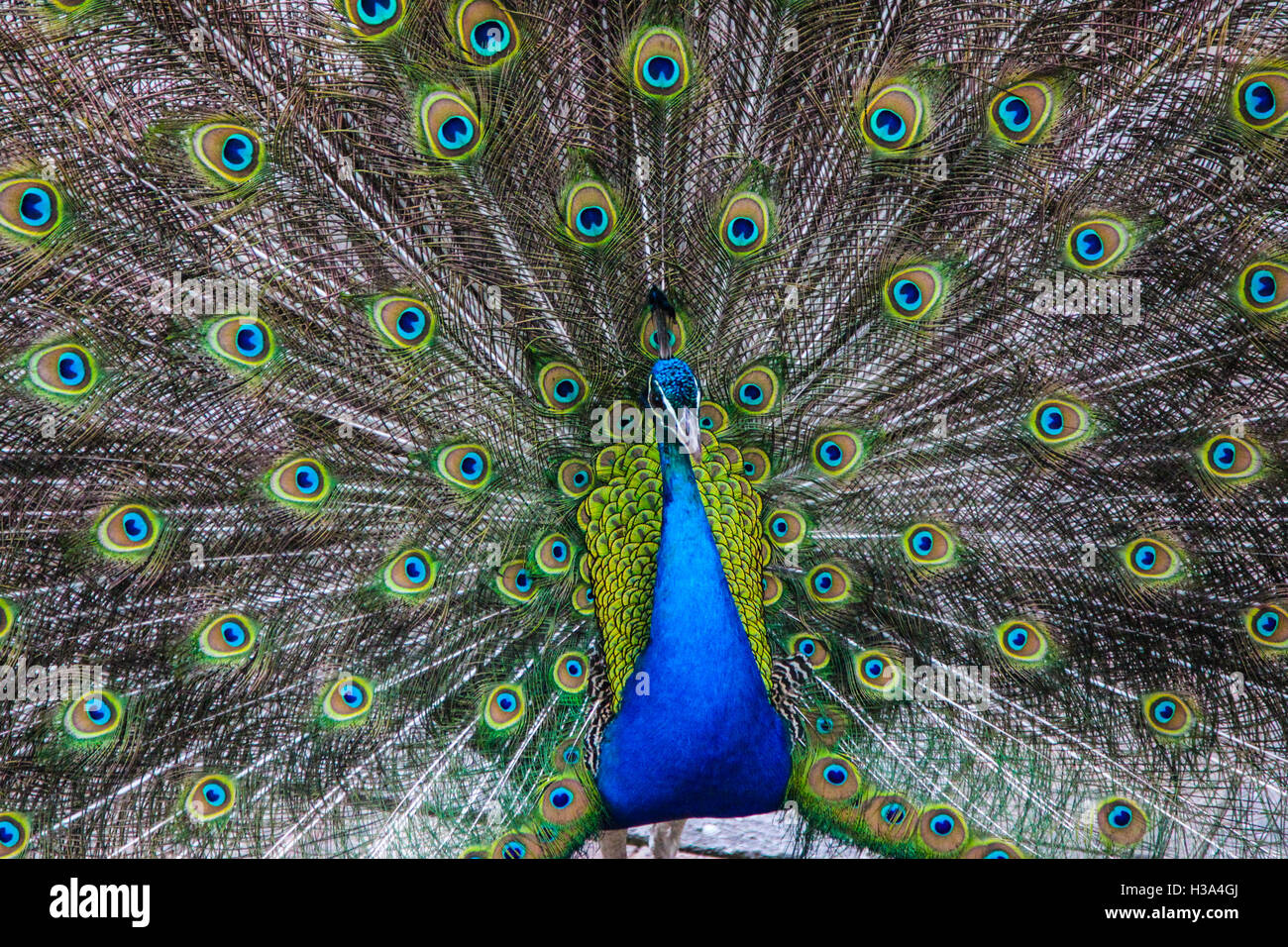 A close up view of one of the most beautiful birds in the world ...