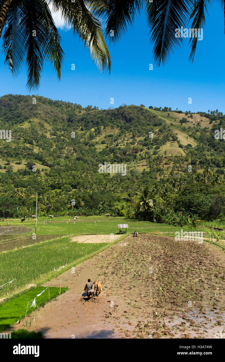 Indonesia, Lombok, Pemenang, irrigated farmland north of Pusuk Pass, preparing for planting with bullocks Stock Photo