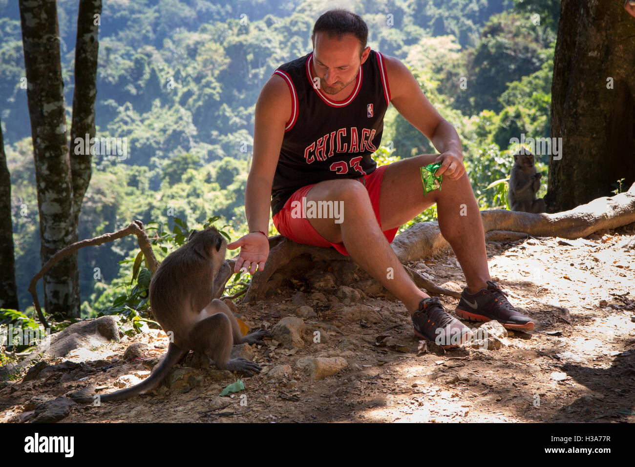 Indonesia, Lombok, Mataram, Pusuk Pass, Monkey Forest, tourist feeding long tailed macaque by hand Stock Photo