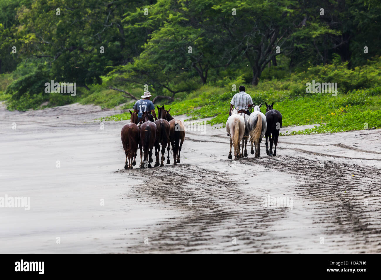 A group of horses are ridden down Playa Matapalo ready for horse rides around the dry forest near to a hotel in Costa Rica. Stock Photo