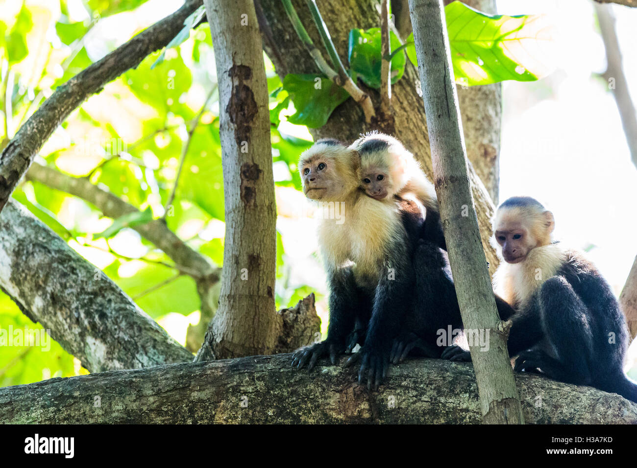 Three white faced capuchins seen on the edge of a dry forest in Guanacaste, Costa Rica. Stock Photo