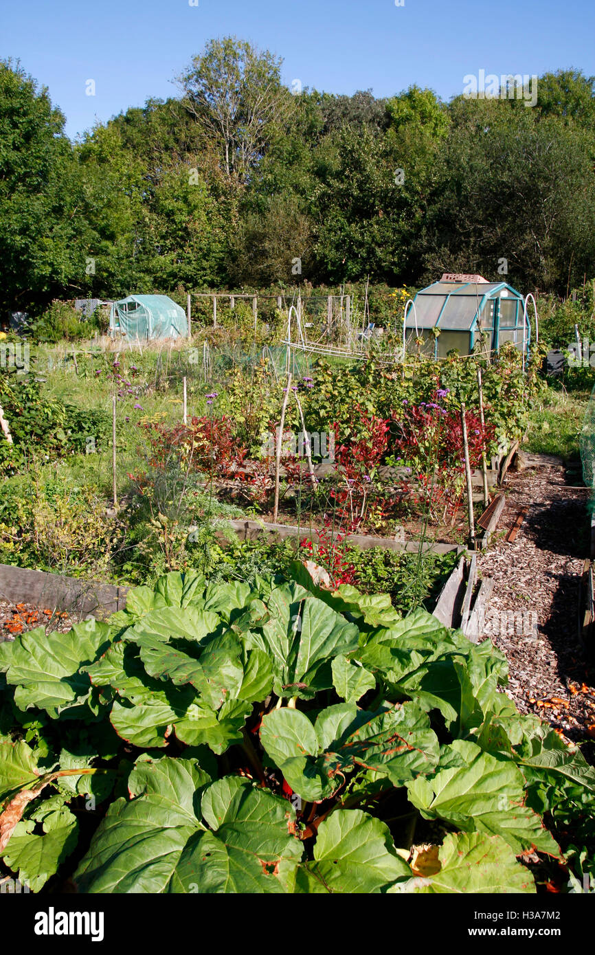 Growing food in allotment plots in Autumn Stock Photo