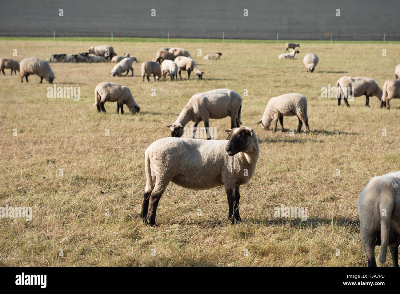 herd of sheeps eating on a pasturage Stock Photo