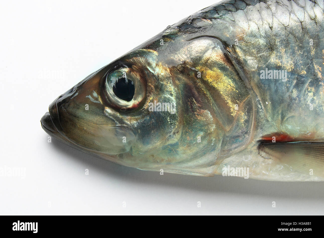 Herring scales hires stock photography and images Alamy