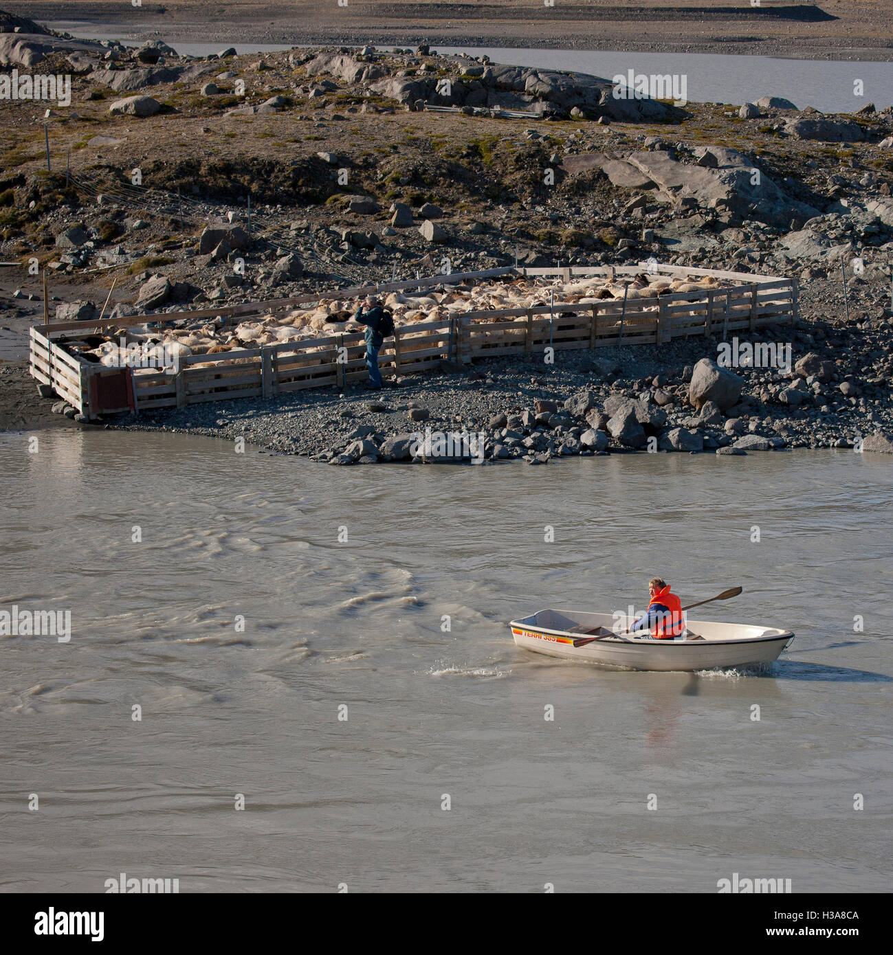 Farmer in a rowboat, Sheep round-up, Breidarmerkurjokull glacier in the background, Eastern Iceland Stock Photo