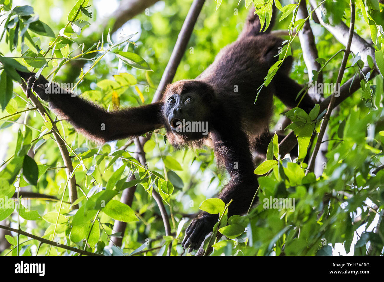 A Howler monkey reaches out for its next mouthful of food in the treetops of a Costa Rican dry forest one afternoon. Stock Photo