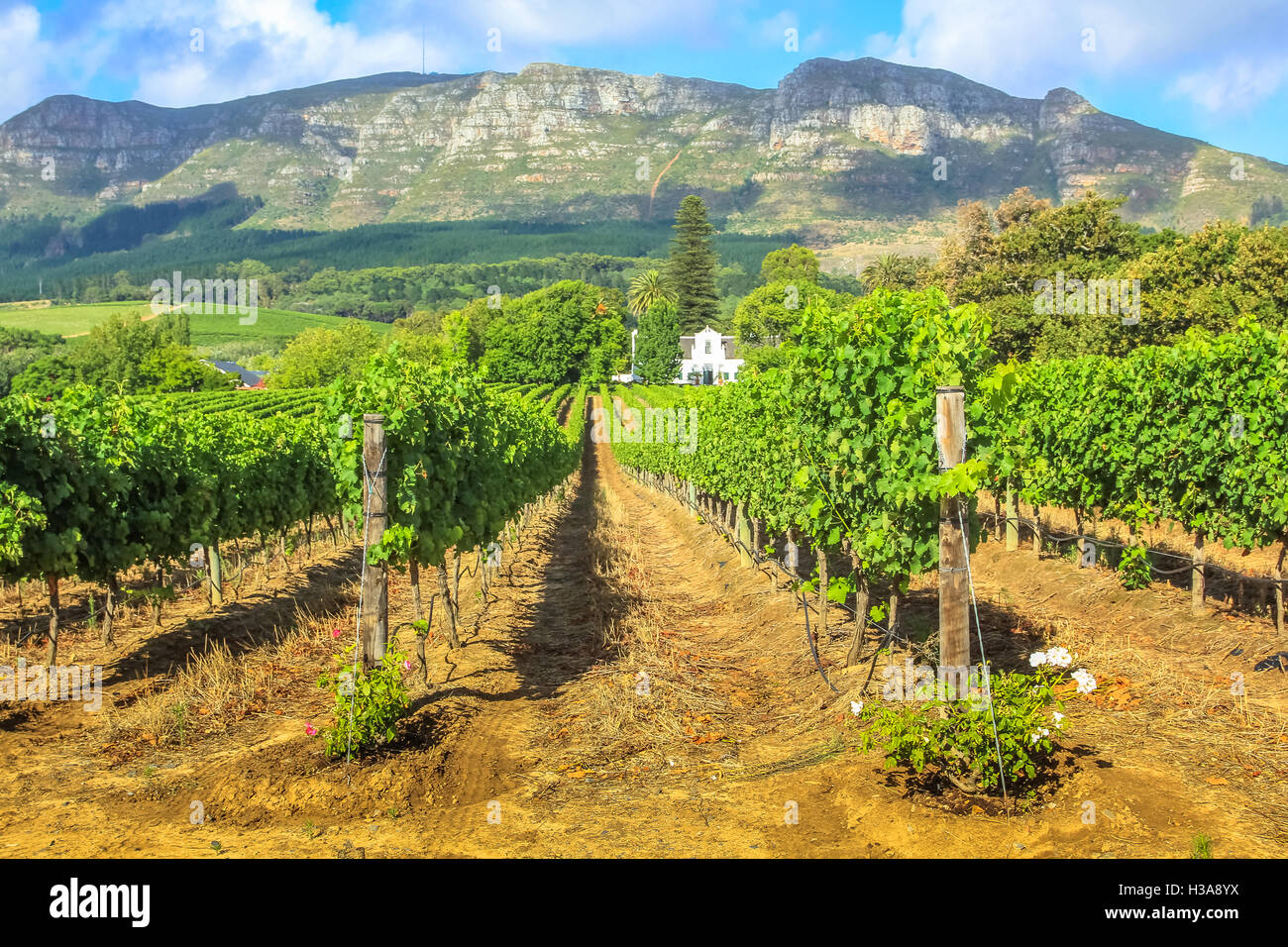 Wine tasting route south africa hires stock photography and images Alamy