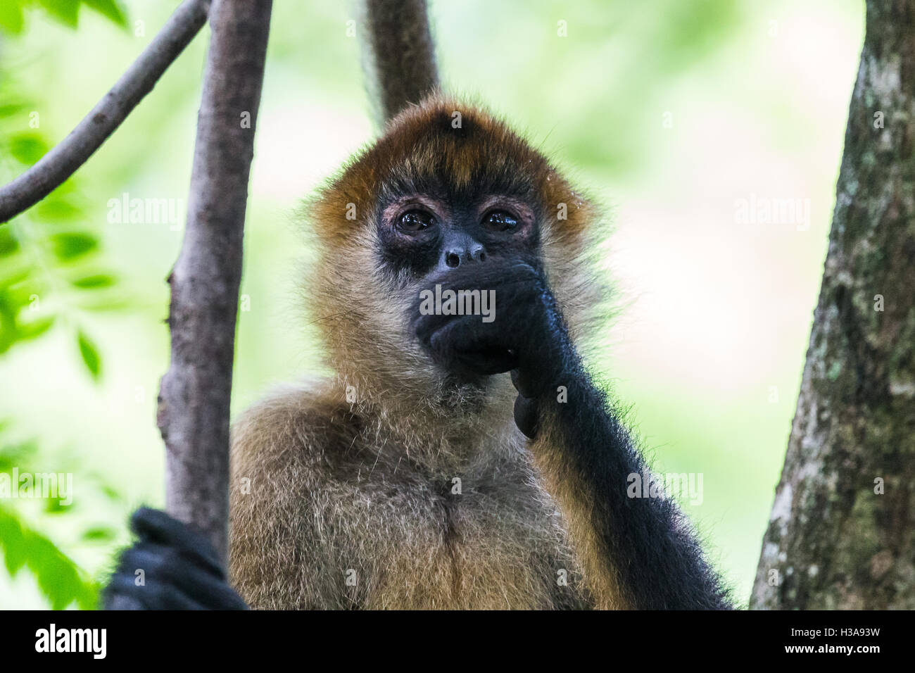 A spider monkey brings food to its mouth whilst sat in a tree top in a Costa Rican dry forest. Stock Photo