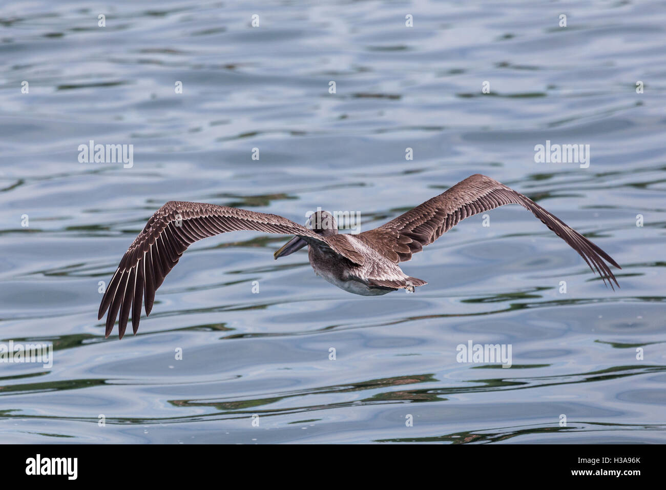 A brown pelican flies close to the ocean surface searching for fish on the coast of Costa Rica. Stock Photo