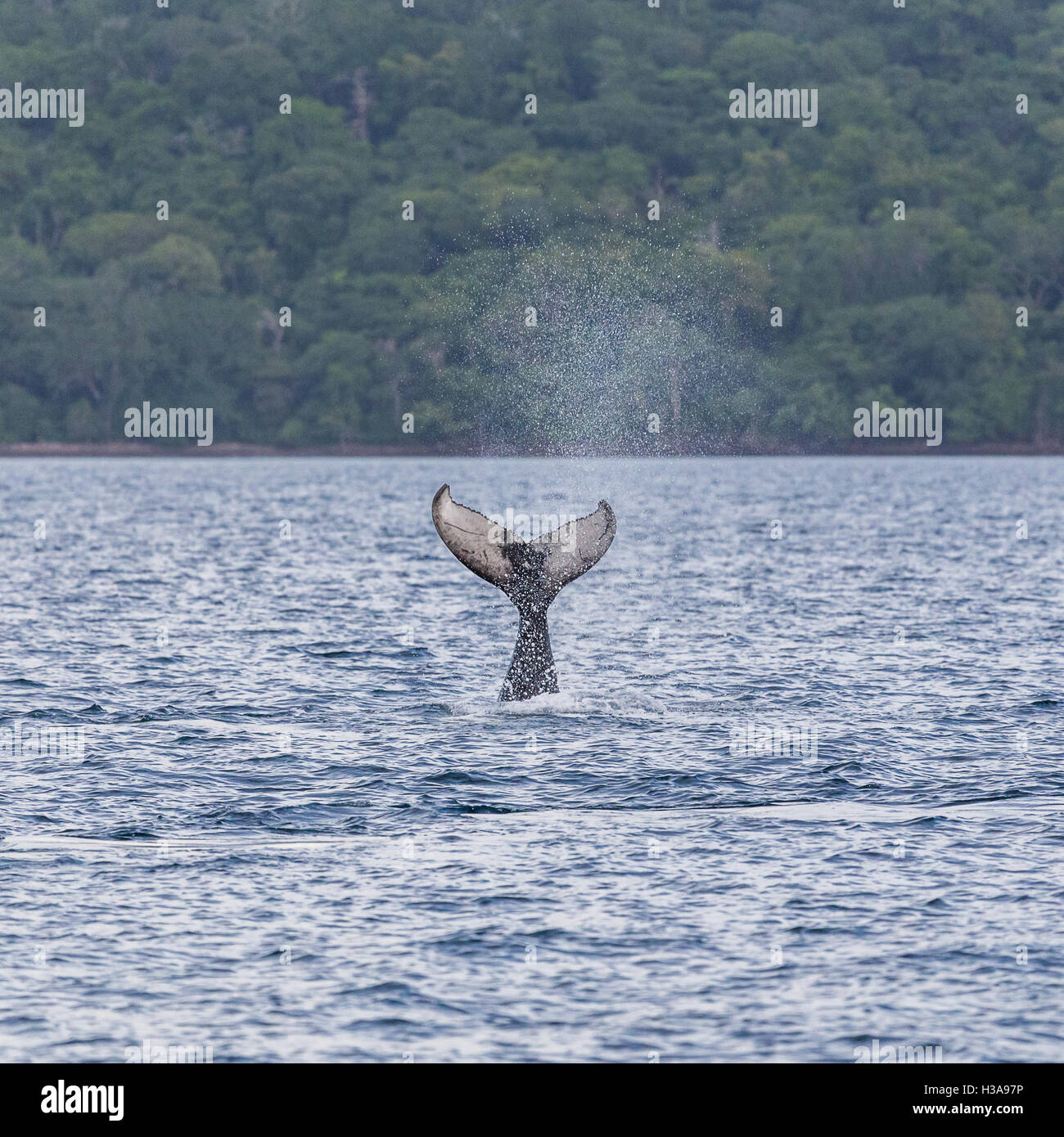 Baby humpback whale points its tail into the air as it descends into the water Stock Photo