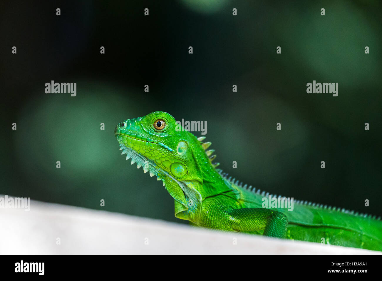 A baby Green Iguana basks on a wall next to our hotel in Costa Rica. Stock Photo