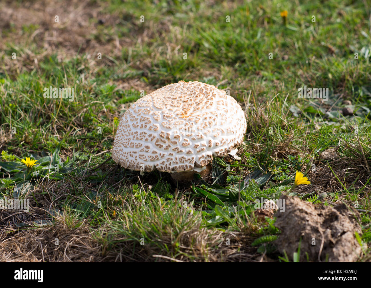 Large parasol mushroom growing amongst the cow pats on a cliff edge in