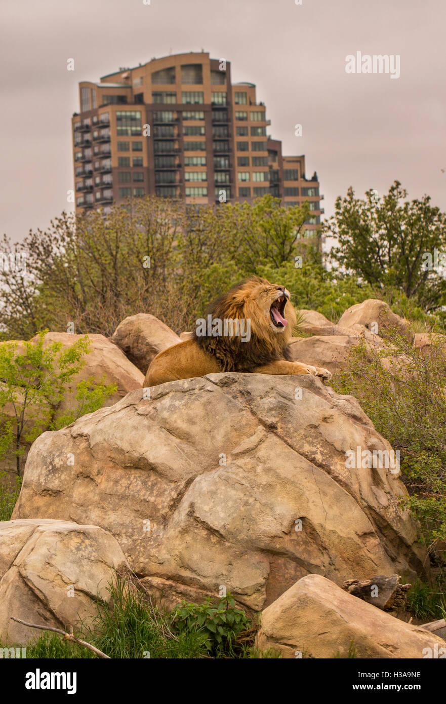 A Lion Yawning Near The City Stock Photo