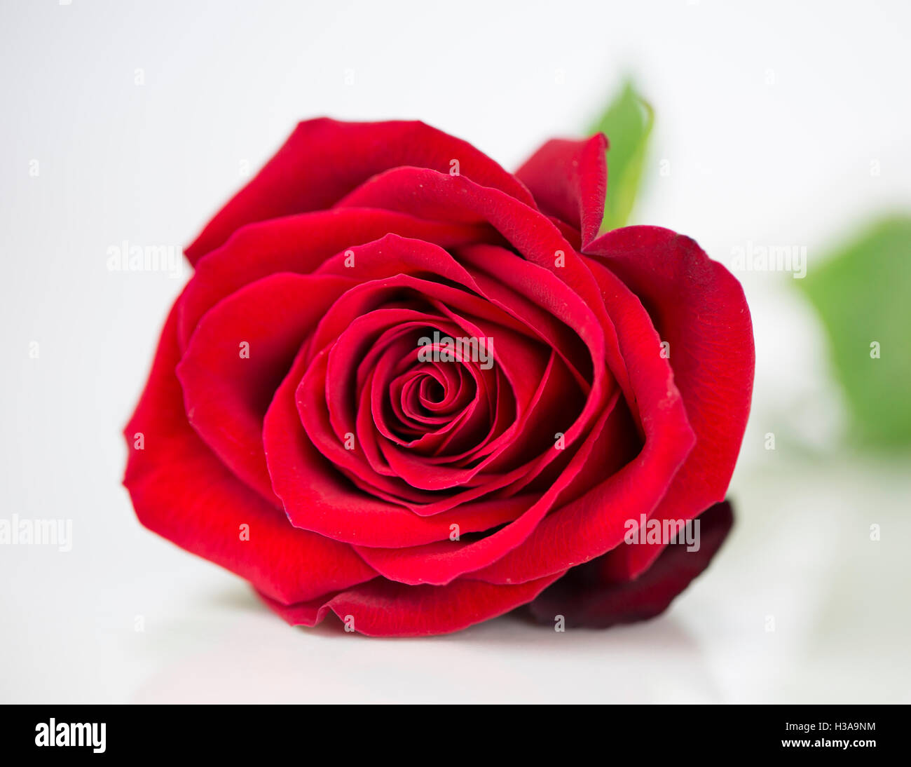 A Beautiful Red Rose Stock Photo