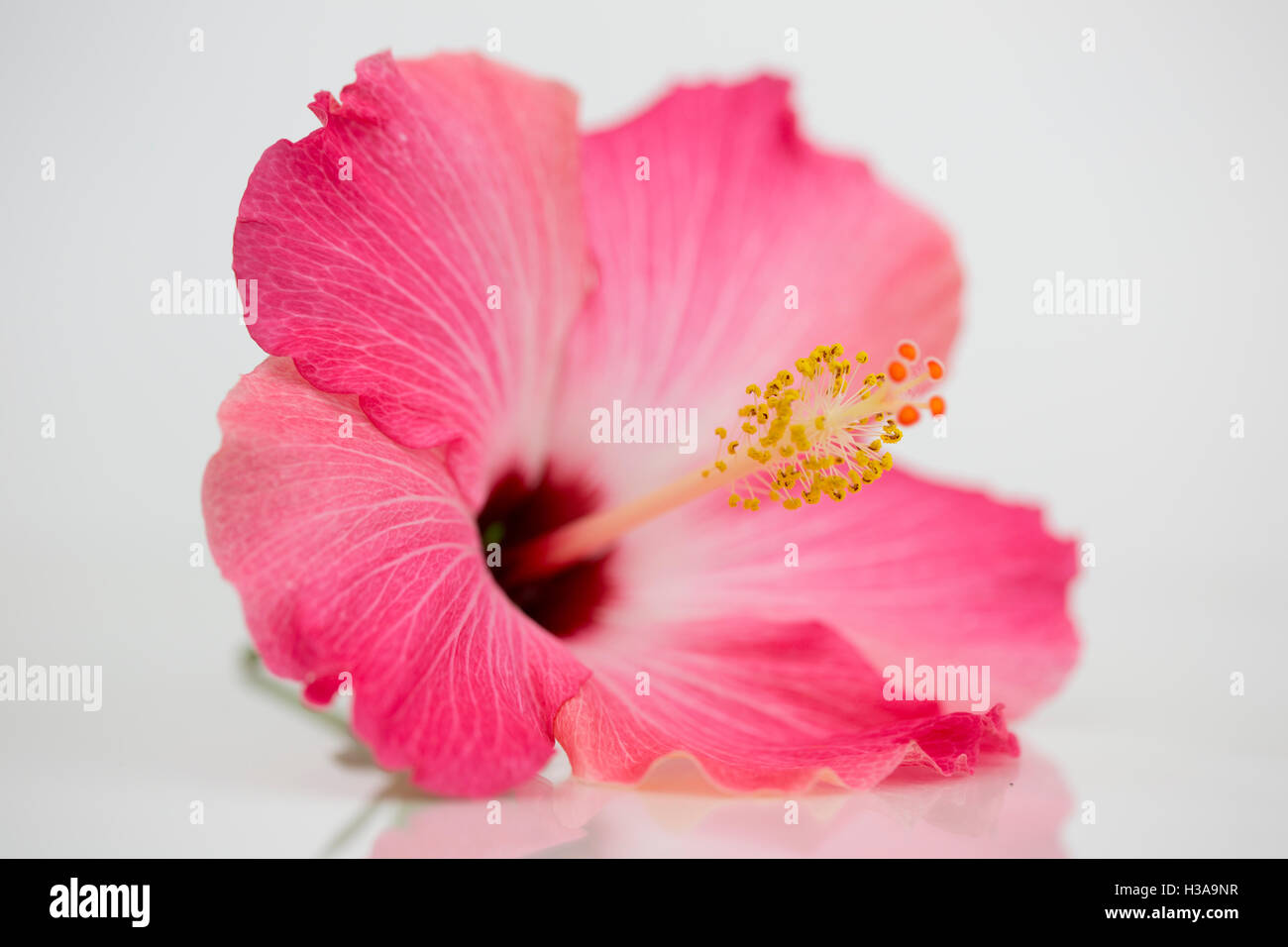A Beautiful Hibiscus Flower Stock Photo