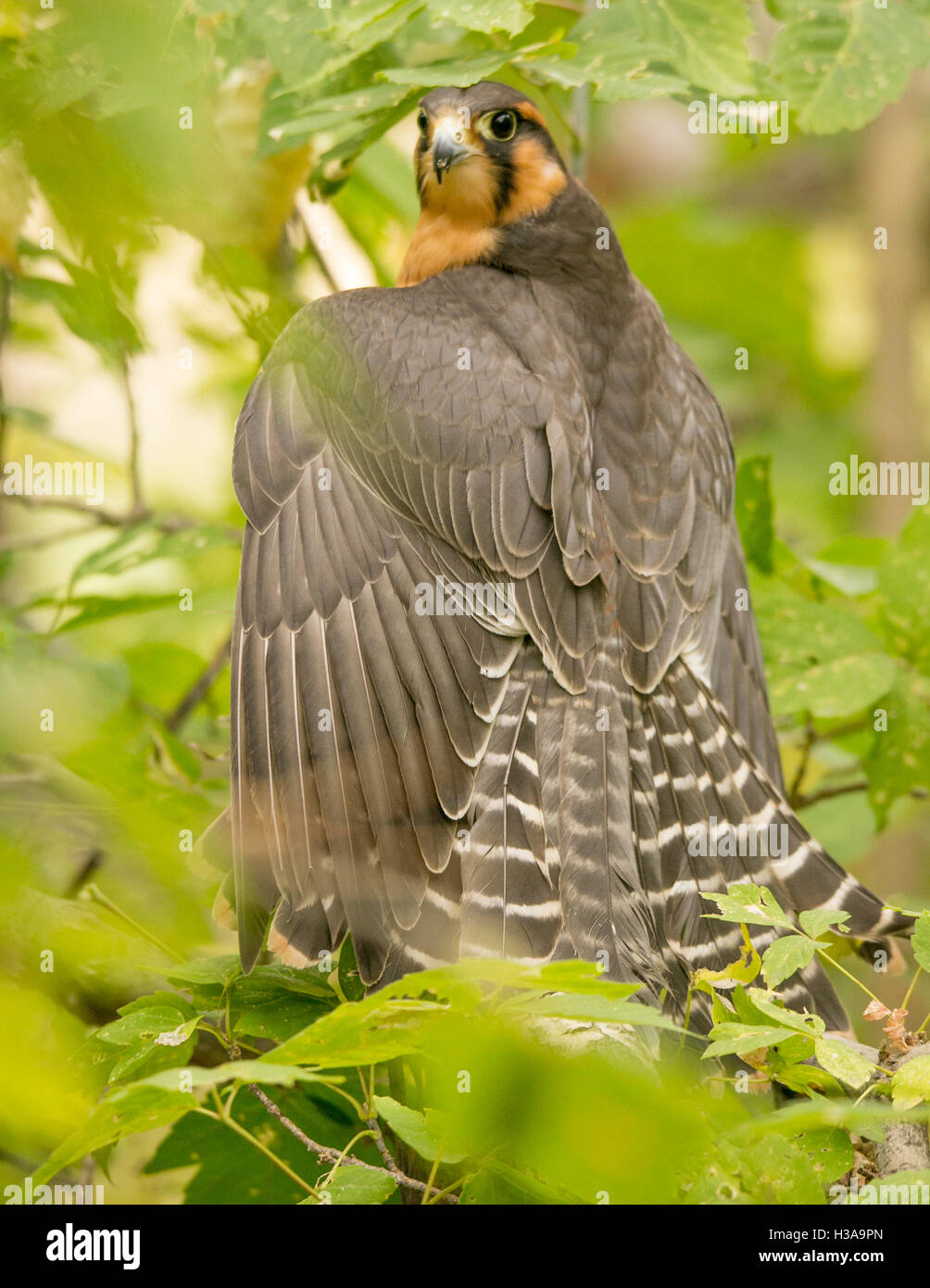 Endangered Bird Stock Photo