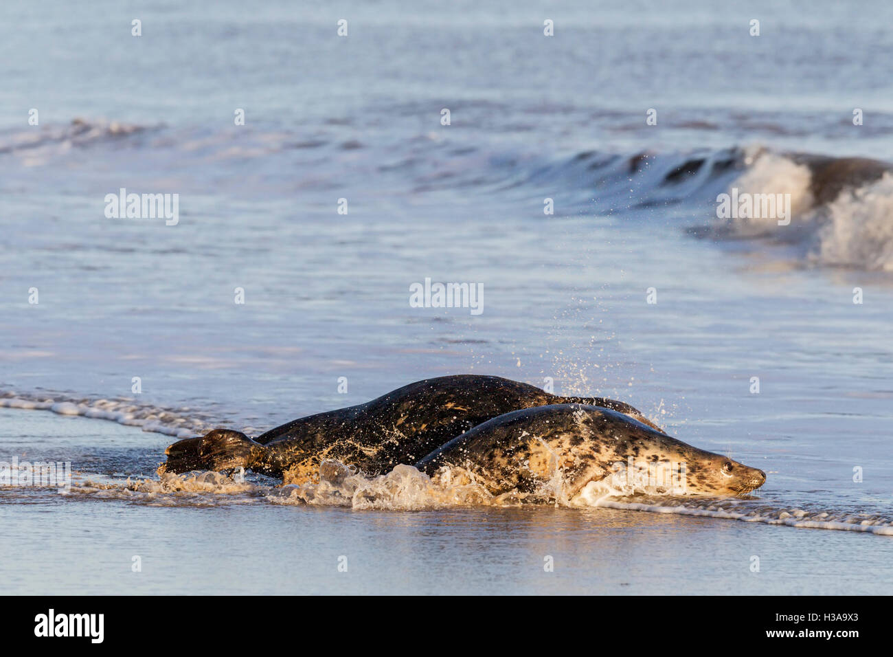 Grey seal courtship behaviour, North Sea coast, Norfolk, England Stock