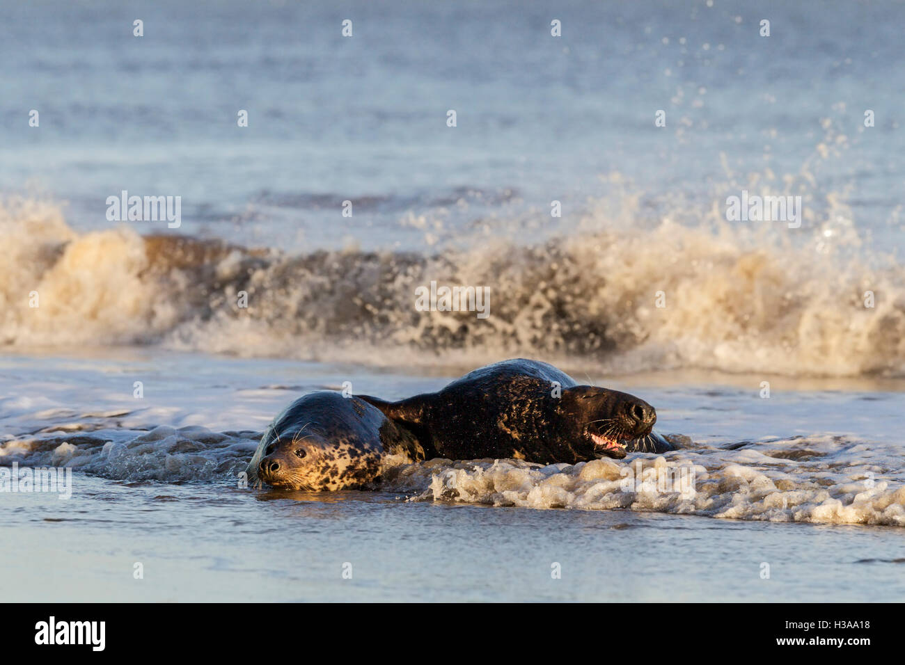 Grey seal courtship behaviour, North Sea coast, Norfolk, England Stock Photo