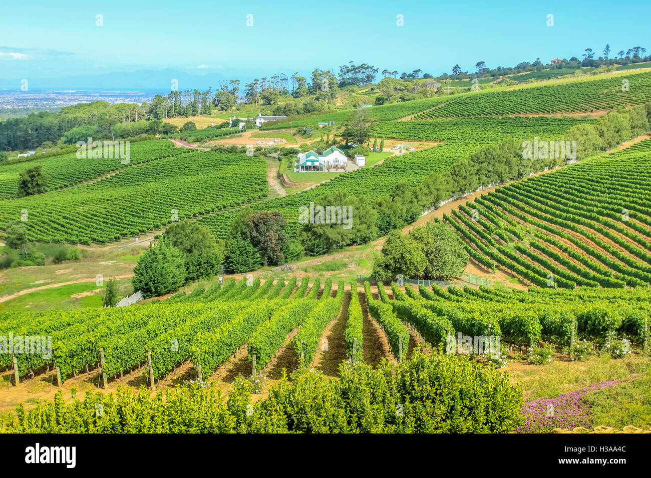 Farm winery South Africa Stock Photo Alamy