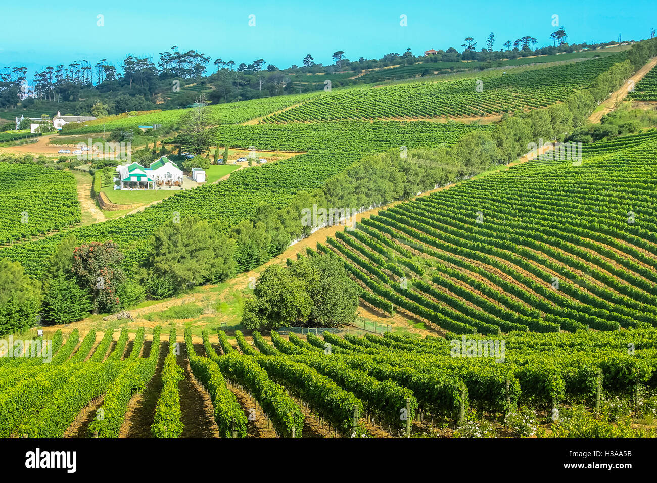 Farm winery Cape Town Stock Photo Alamy