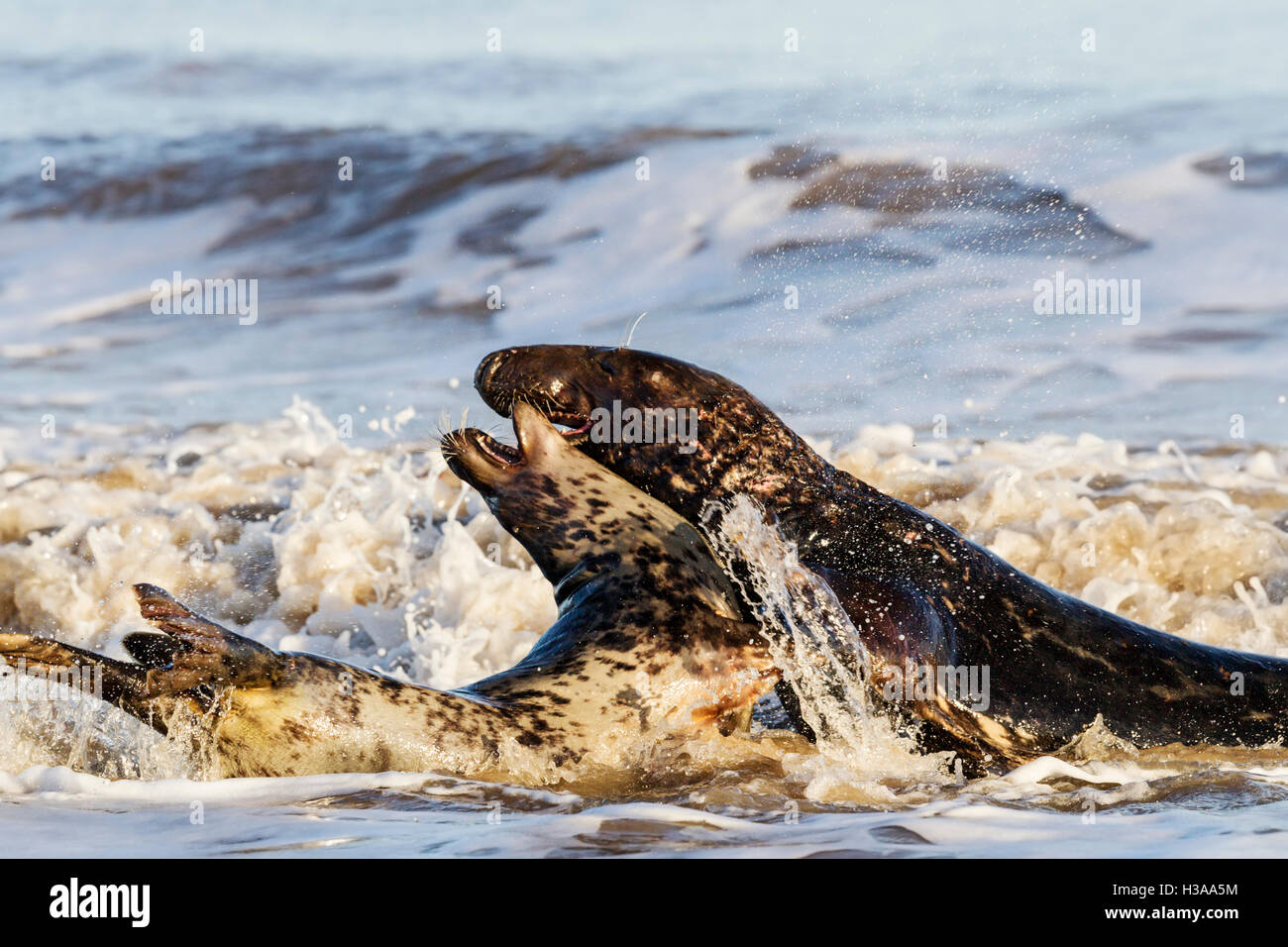 Grey seal courtship behaviour, North Sea coast, Norfolk, England Stock Photo