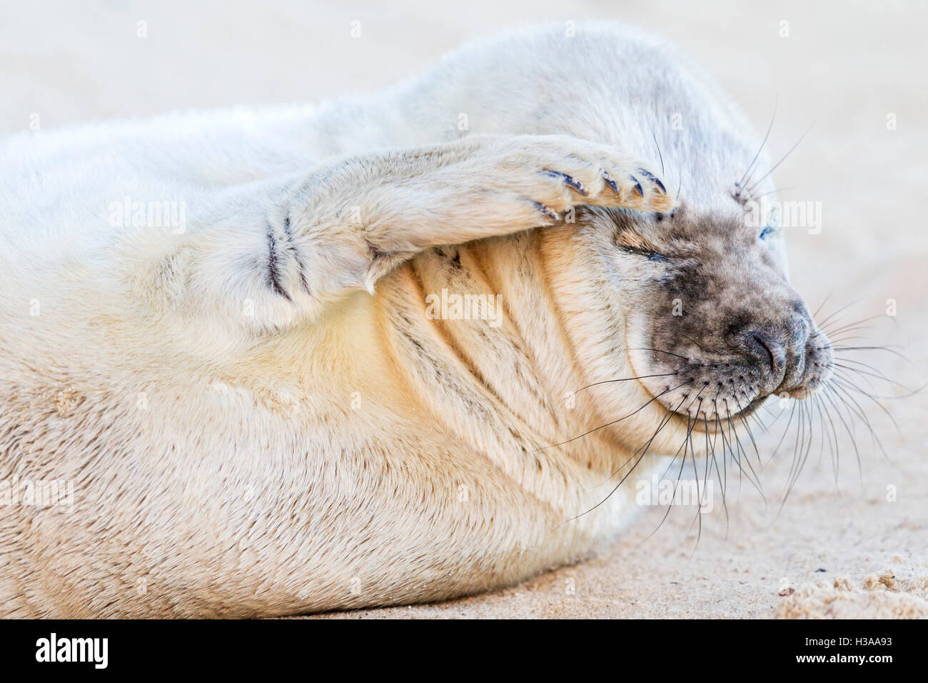 A white Grey seal pup scratches its eyebrow while resting on a beach, North Sea coast, Norfolk, England Stock Photo