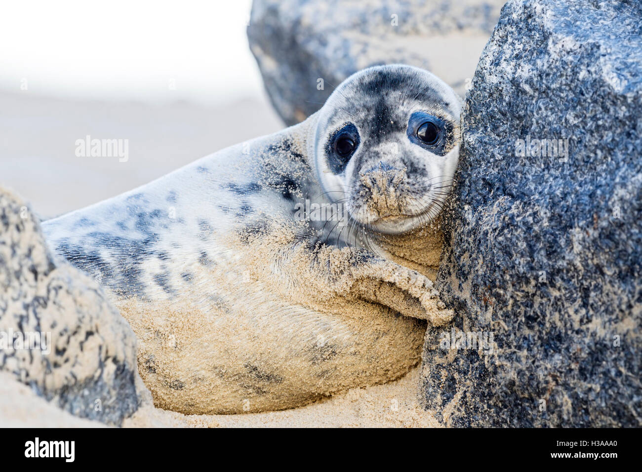 A Grey seal pup rests on a beach, North Sea coast, Norfolk, England Stock Photo