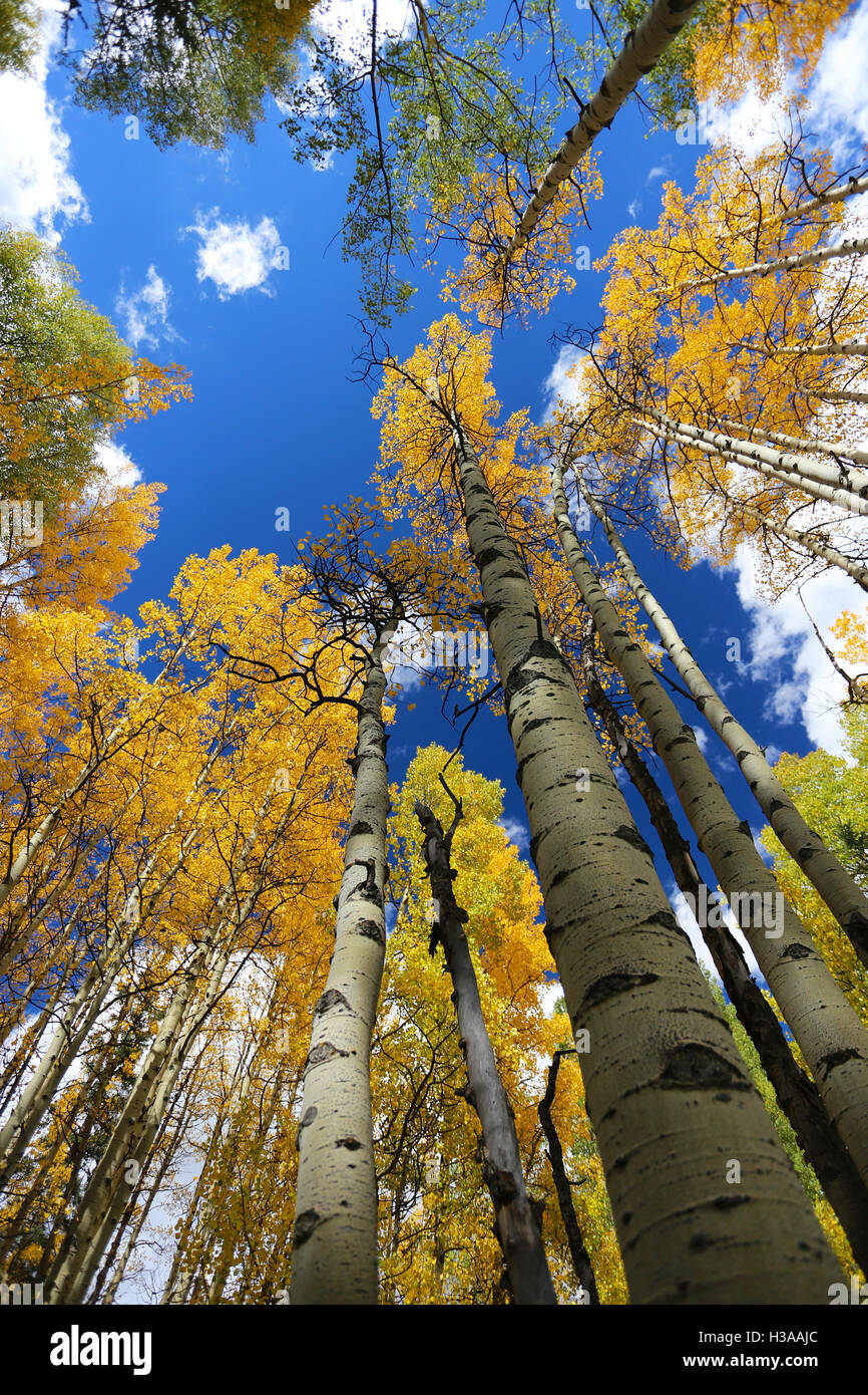 White aspen bark and tree in forest with autumn leaves of yellow and