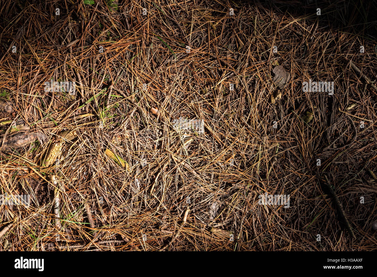 Forest floor covered with pine needles Stock Photo