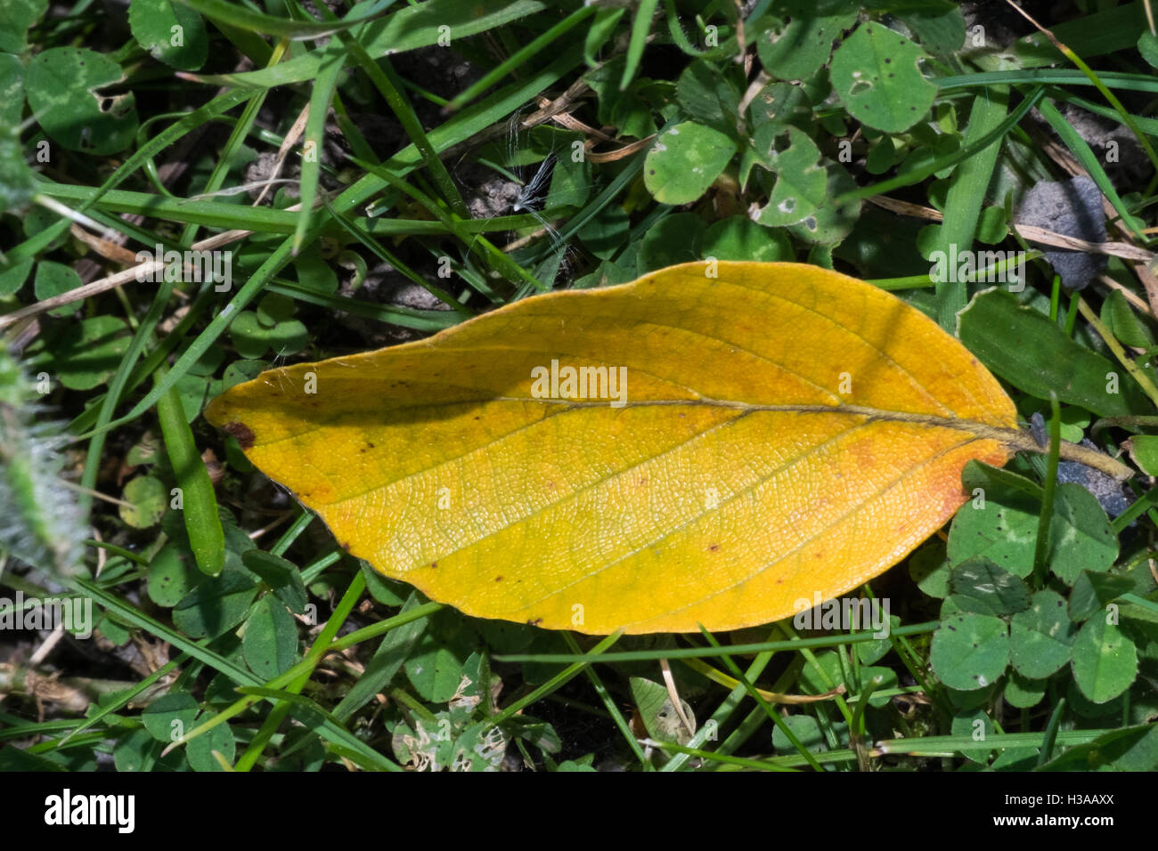 Simple yellow leaf lying on the grass Stock Photo